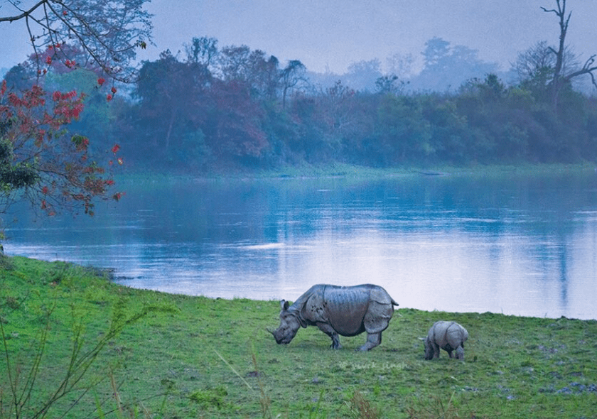 KAZIRANGA