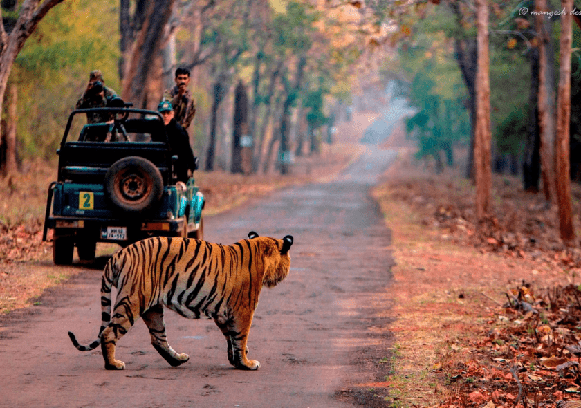 TADOBA NATIONAL PARK